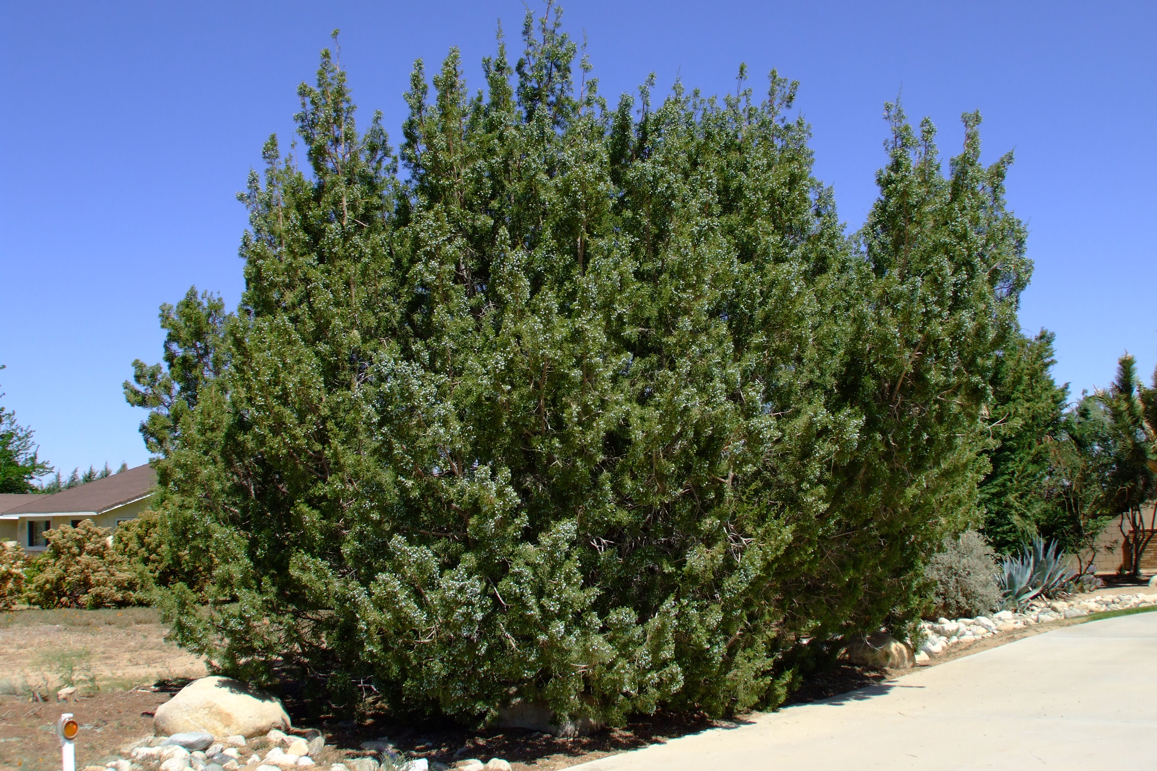 california juniper