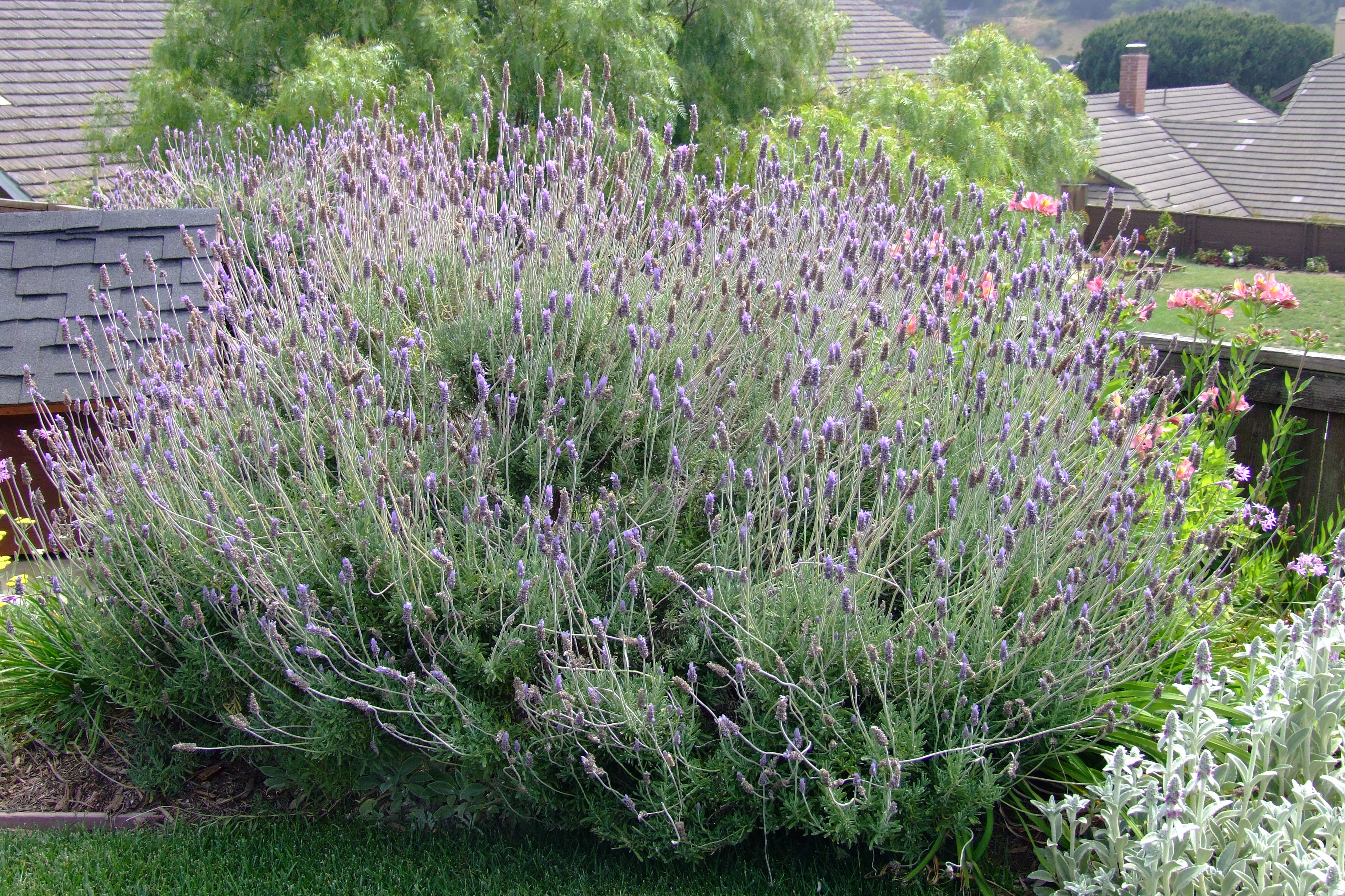Lavandula x heterophylla - Sweet Lavender | PlantMaster