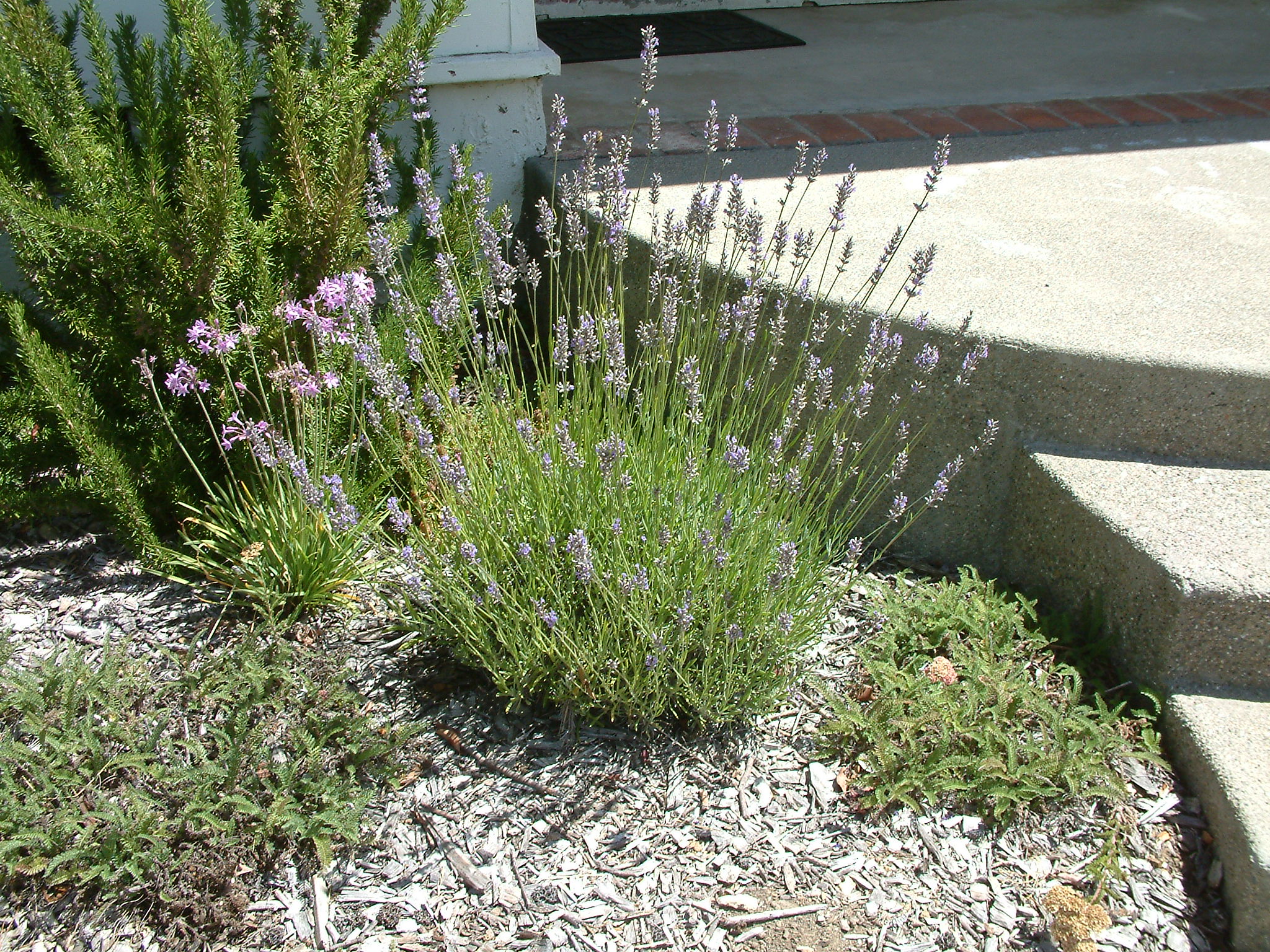 lavender plant leaves Lavender Goodwin Creek (4" Pot) - Heat-Tolerant Purple Fragrant Herb