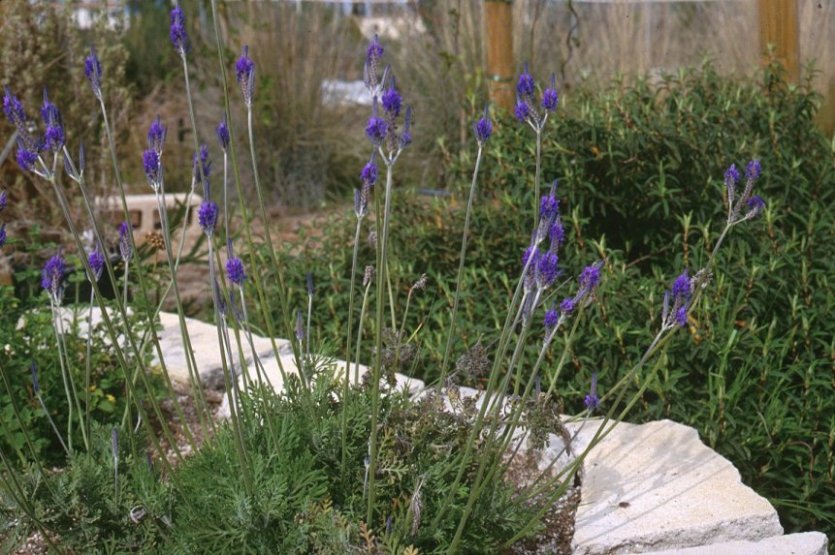 Lavandula multifida - Fernleaf Lavender | PlantMaster
