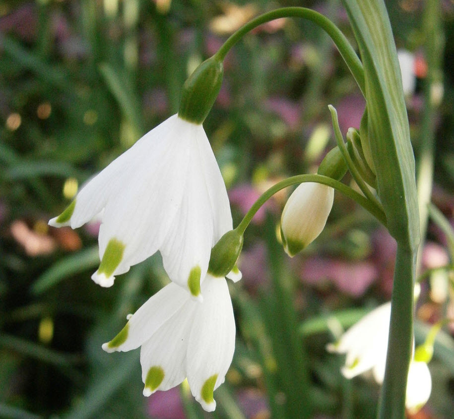 Leucojum aestivum