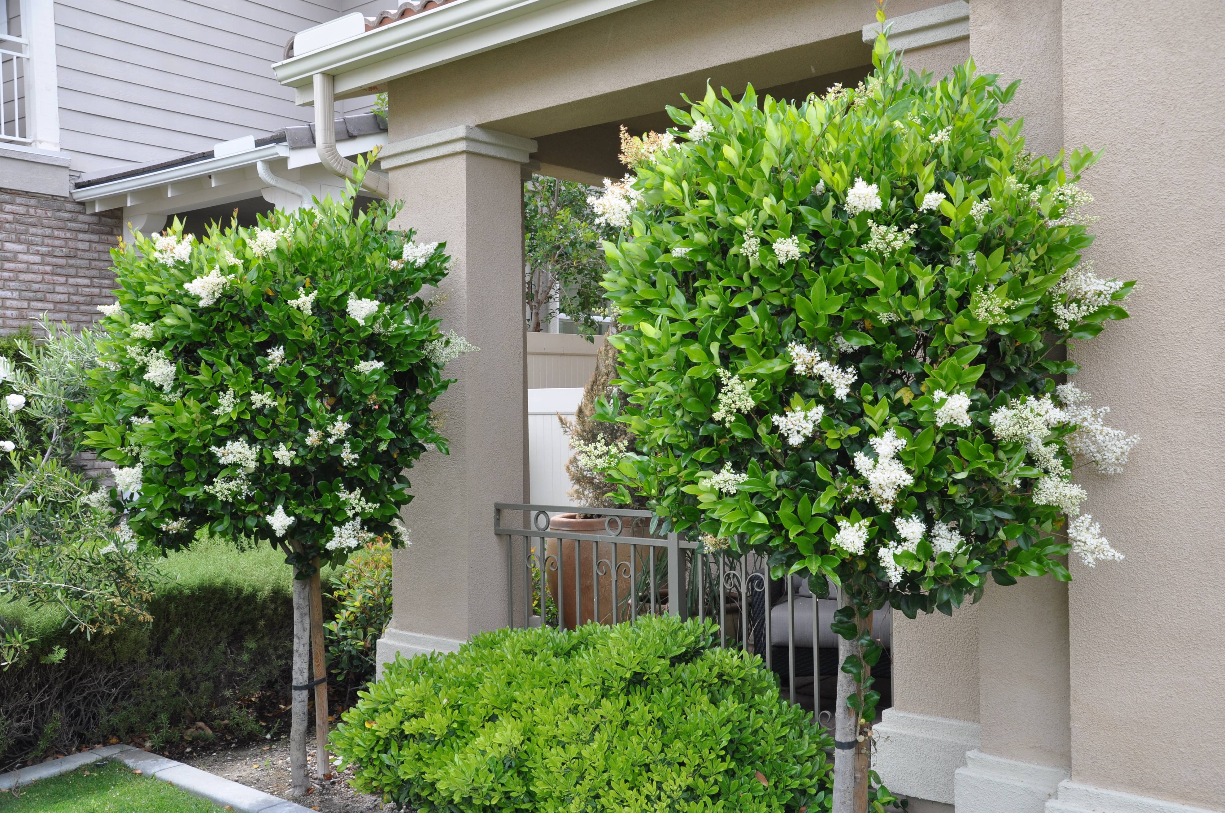 Ligustrum Japonicum Japanese Privet PlantMaster