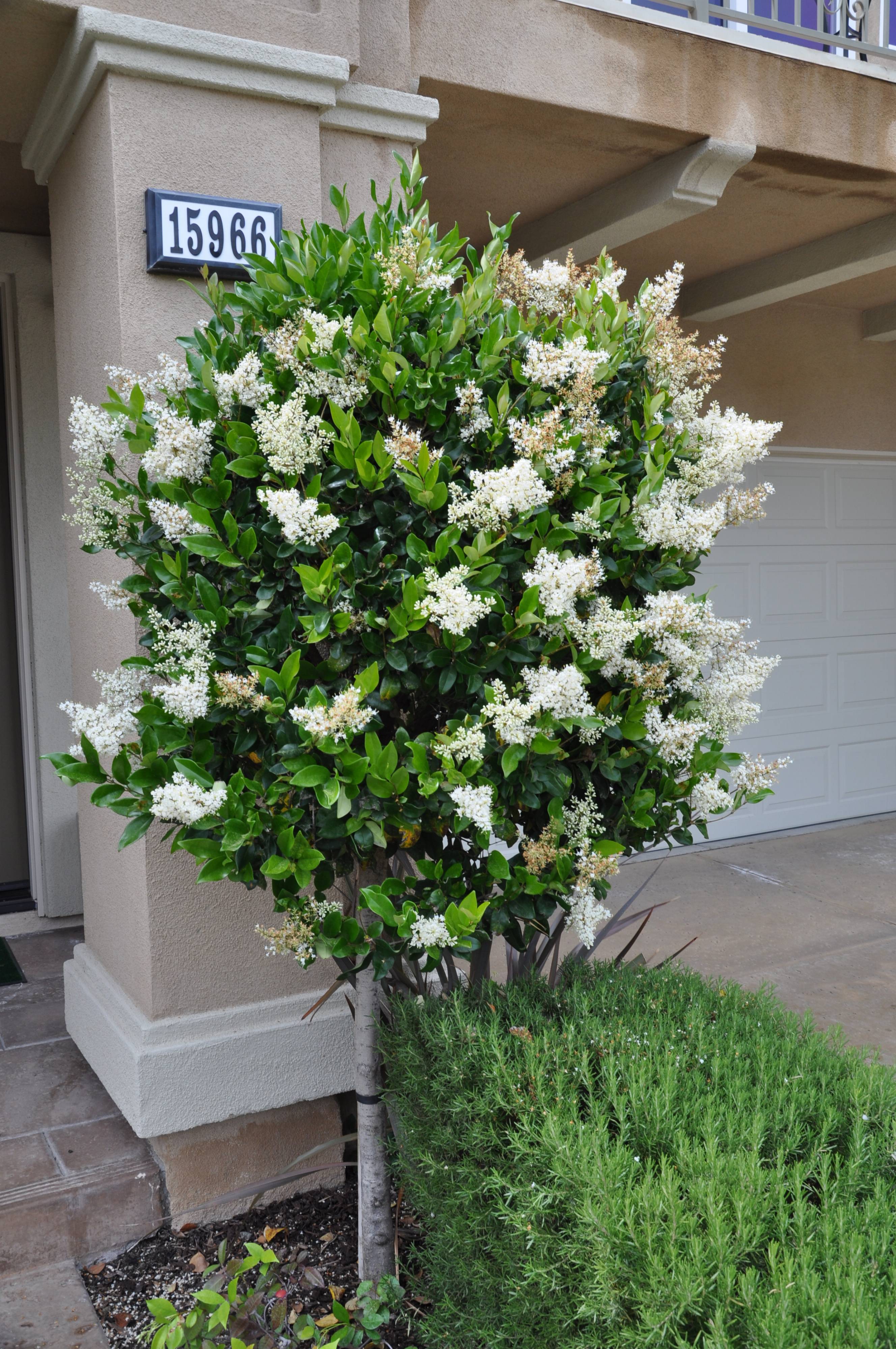 Ligustrum Japonicum Japanese Privet PlantMaster