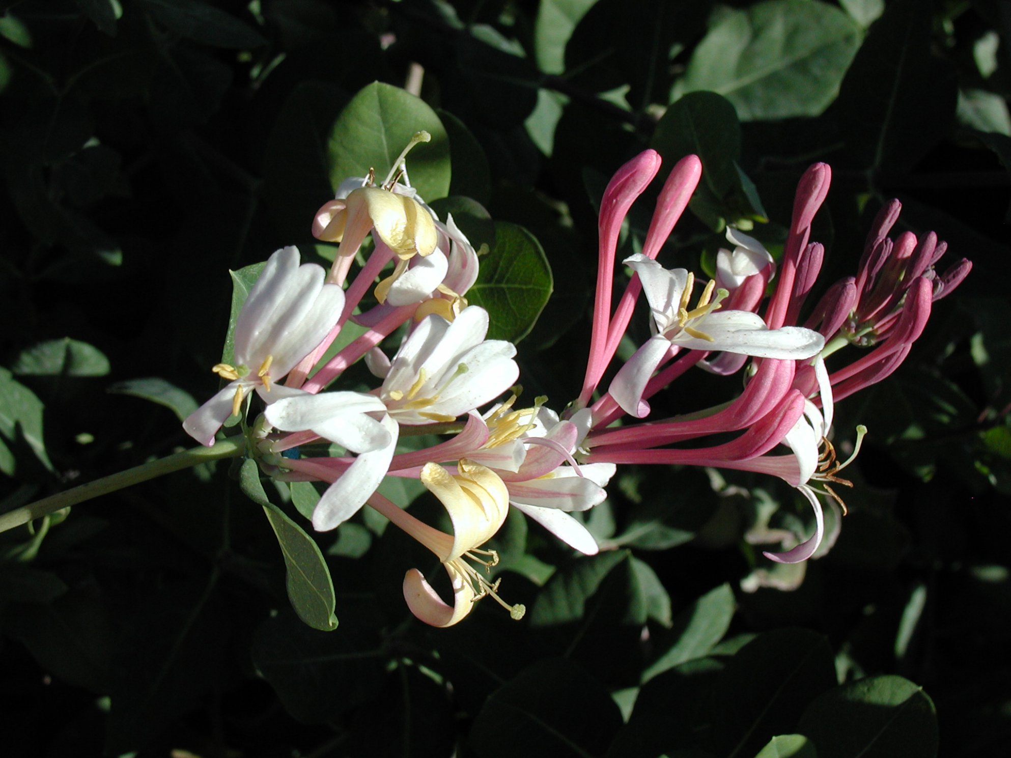 ballerina rose plant Ballerina