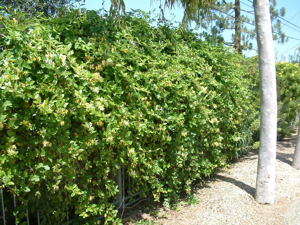 Lonicera japonica - Japanese Honeysuckle | PlantMaster