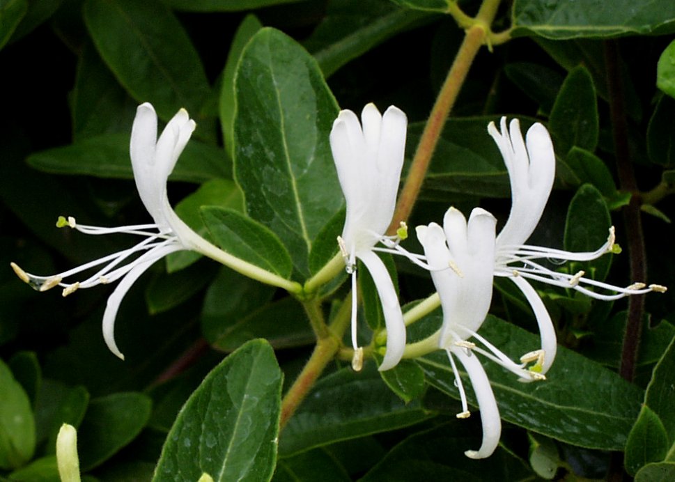 Lonicera japonica - Japanese Honeysuckle | PlantMaster