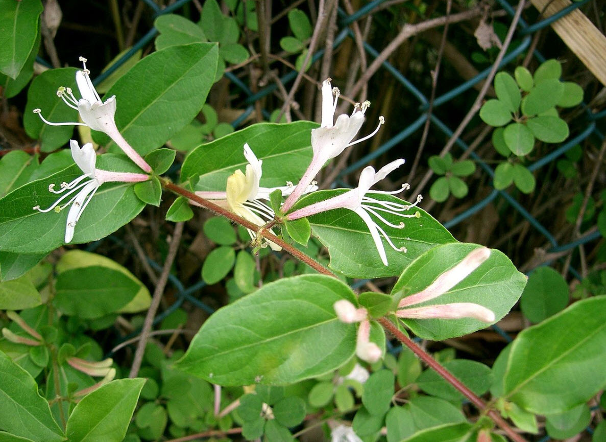 lonicera maigrün schneiden Heckenkirsche 'Maigrün' - Immergrüne & robuste Hecke