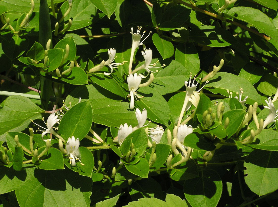 Lonicera japonica - Japanese Honeysuckle | PlantMaster