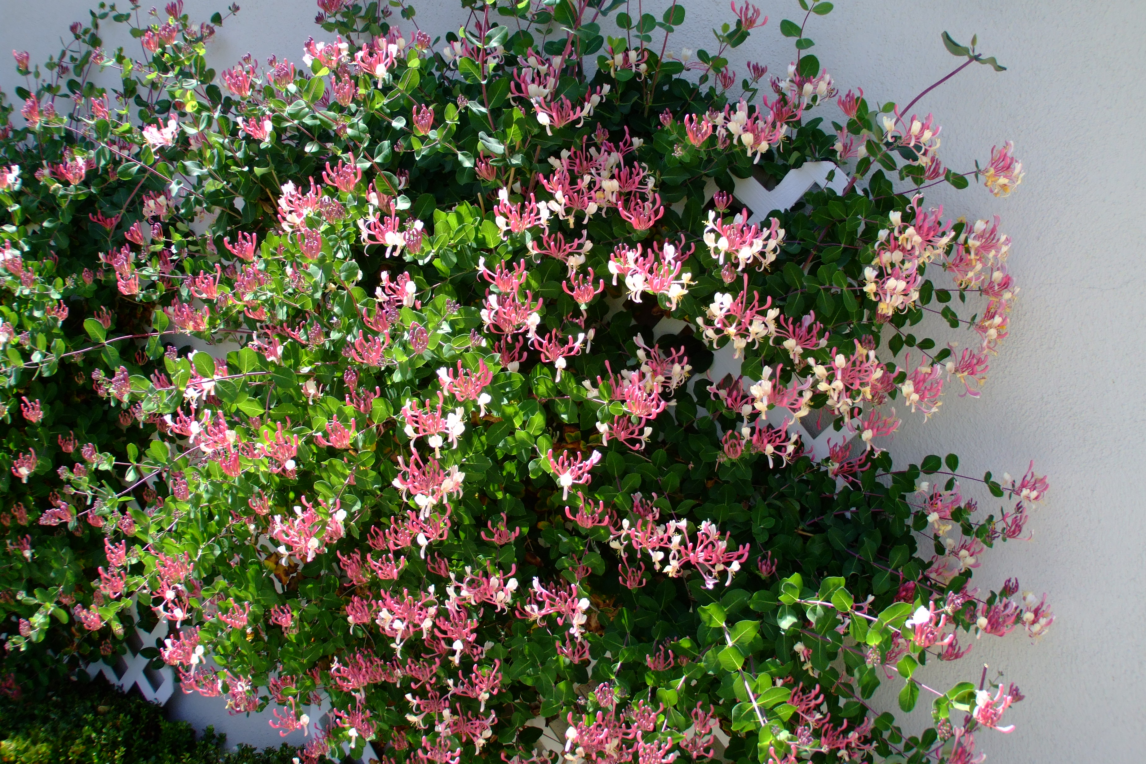 vinca major plant Vinca major 'Variegata'