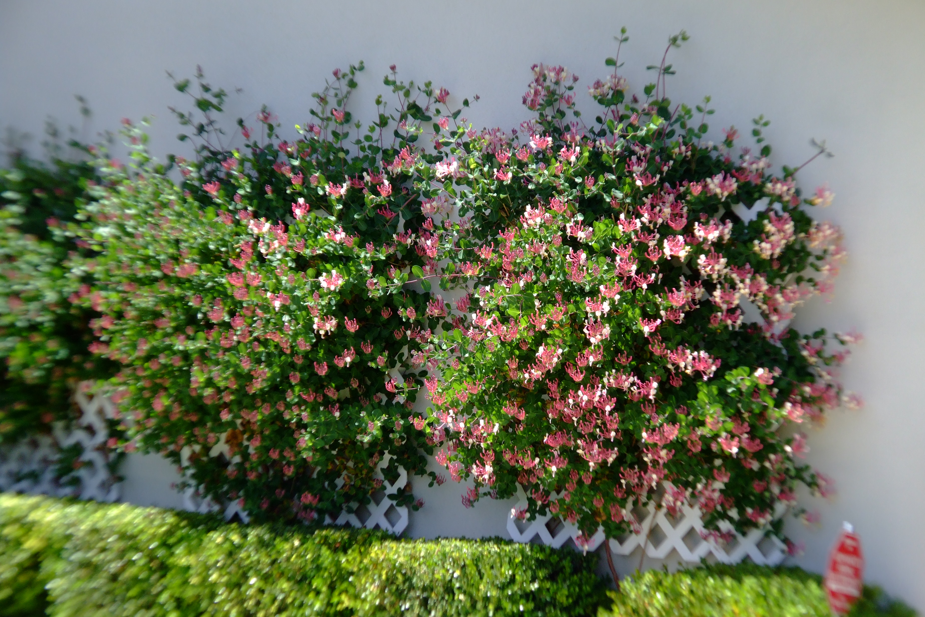 Lonicera ligustrina var. yunnanensis - Box Honeysuckle | PlantMaster