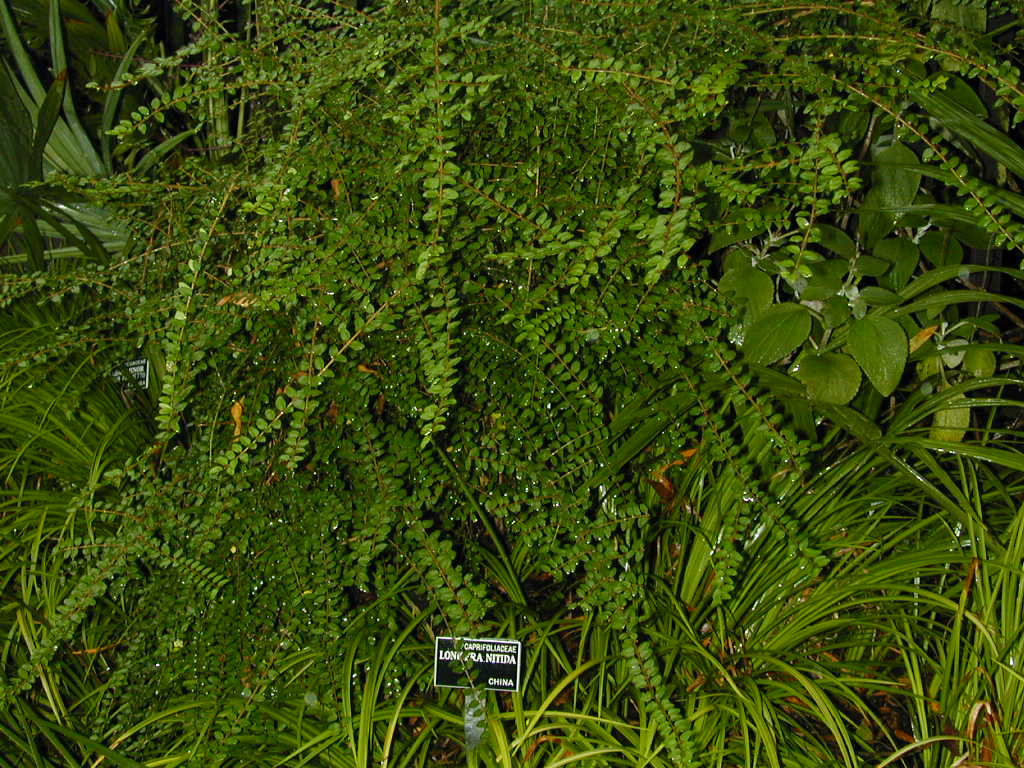 strawflower plant Strawflower Mix main image 0
