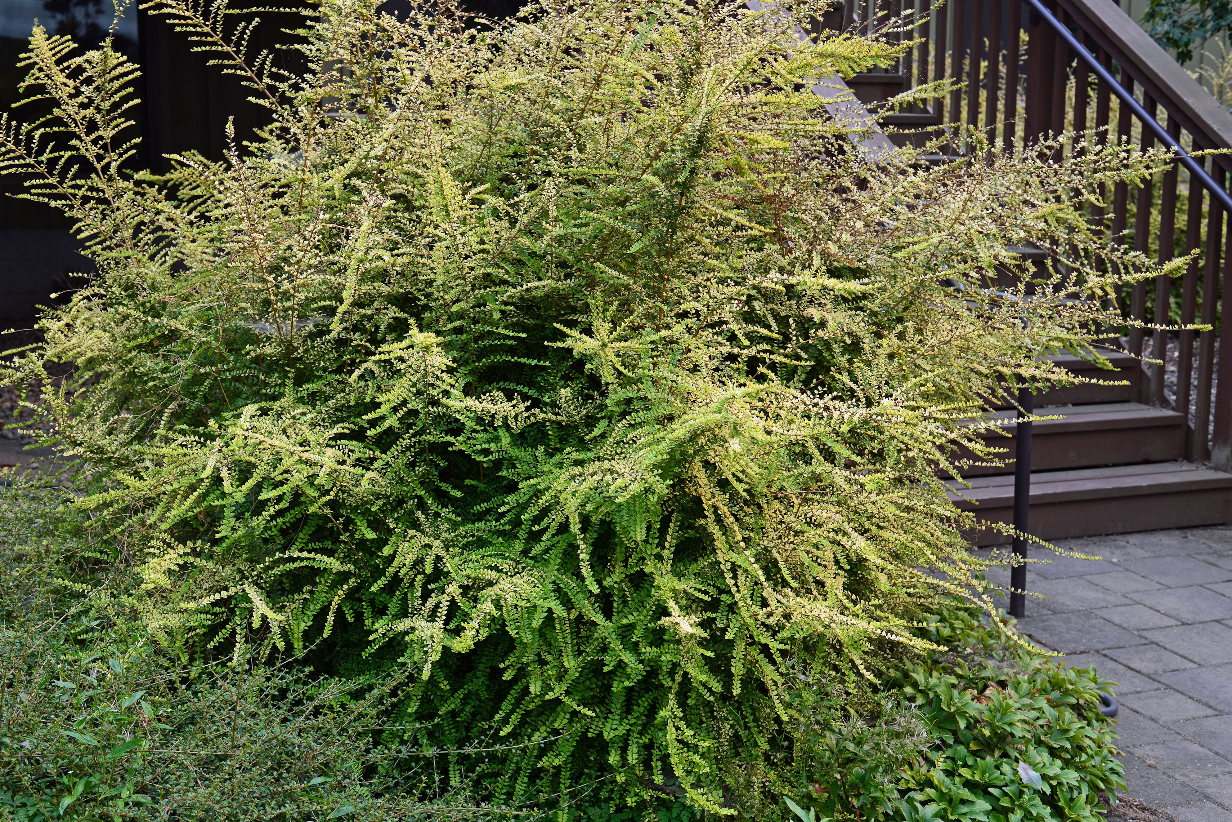 planten un blomen wasserorgel Planten un Blomen, Wasserspiele