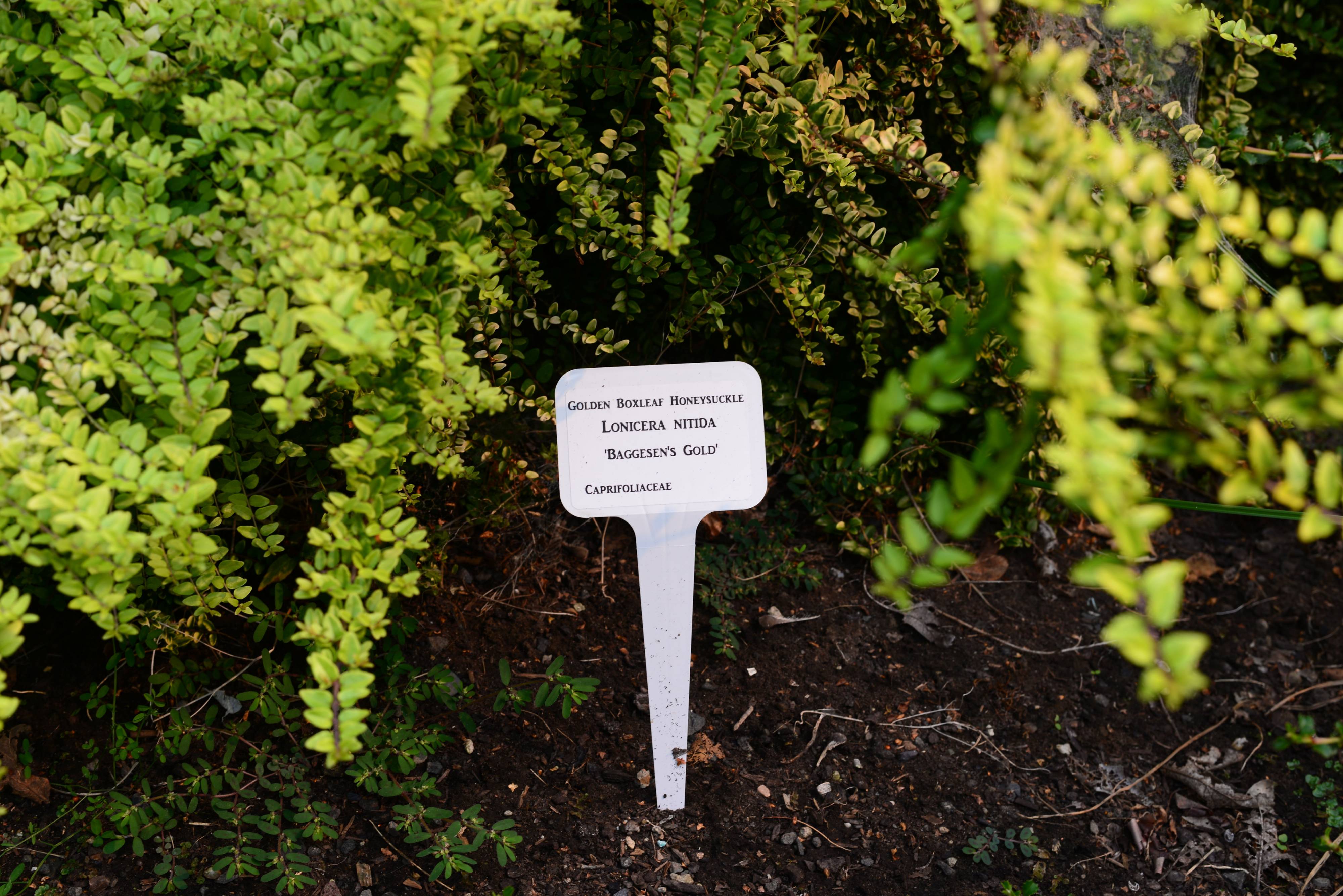 Lonicera yunnanensis 'Baggesen's Gold' - Baggesen's Golden Box Honeysuckle  | PlantMaster