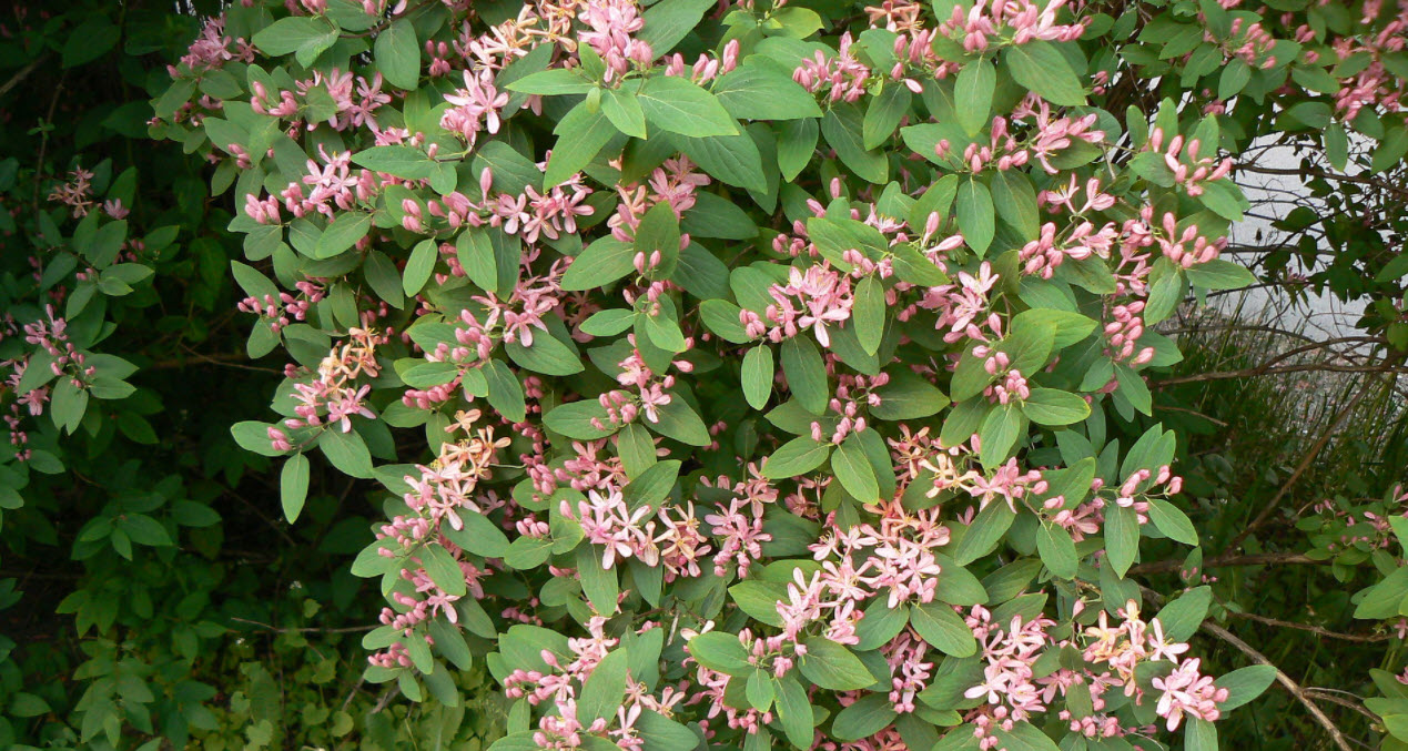 rhodochiton plant Rhodochiton atrosanguineum Purple Bell Vine Seeds main image 1