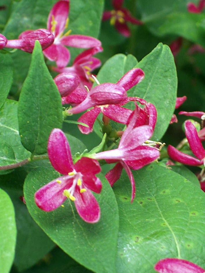 Lonicera tatarica 'Arnold Red' - Arnold Red Honeysuckle | PlantMaster