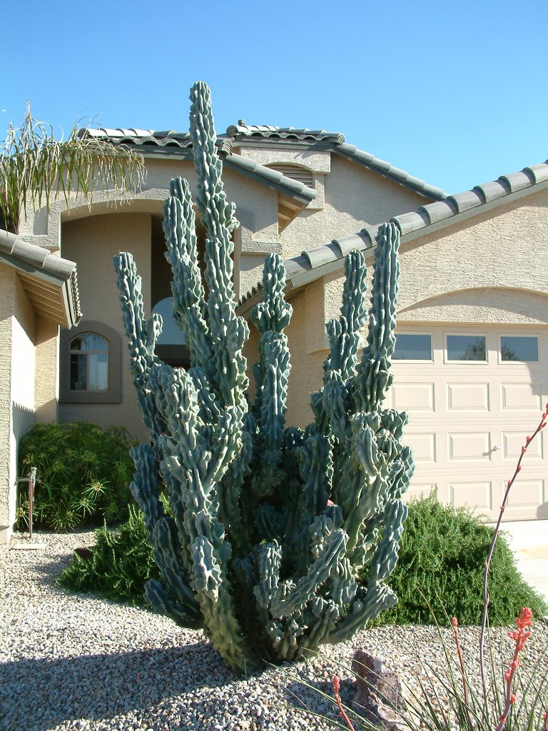 Lophocereus schottii v. montrose - Totem Pole Cactus | PlantMaster