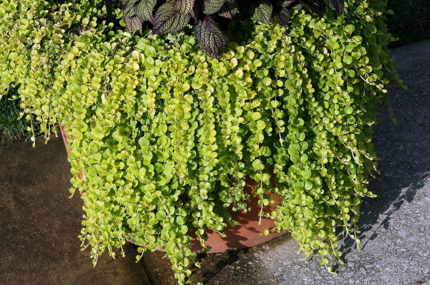 Lysimachia Nummularia Aurea