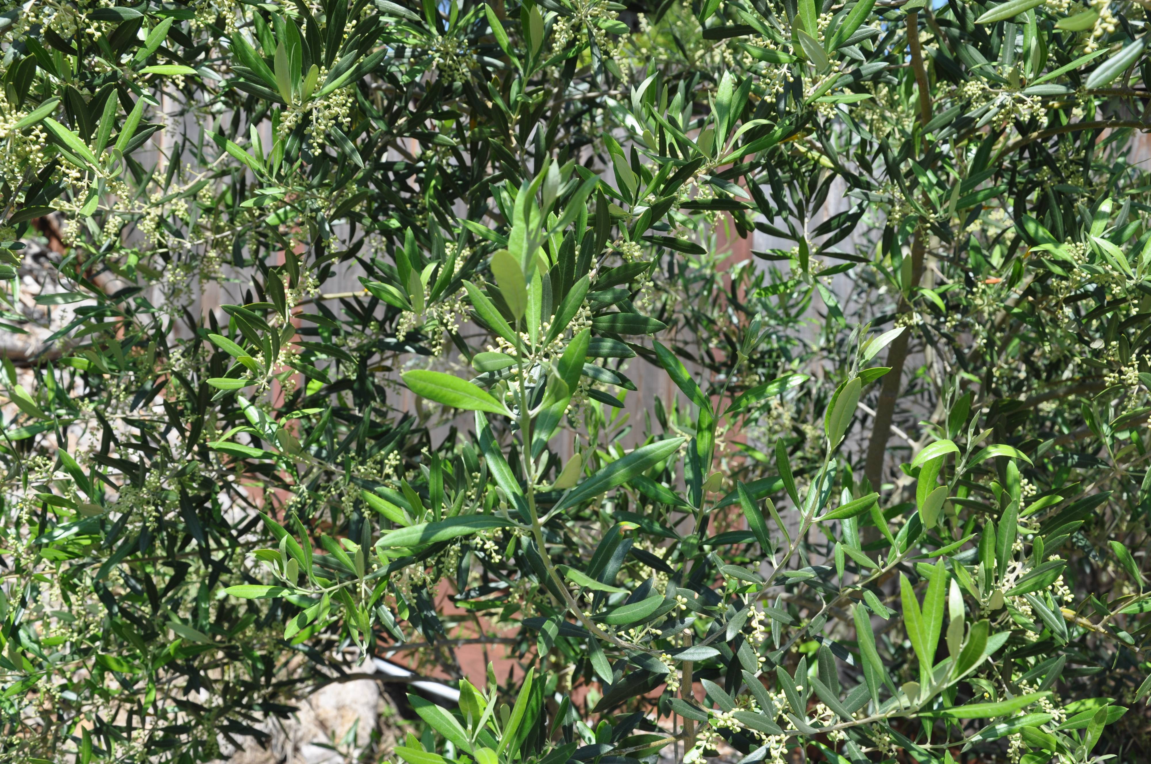 WILSON'S FRUITLESS OLIVE (Olea europaea 'Wilsoni') - Treeland Nurseries