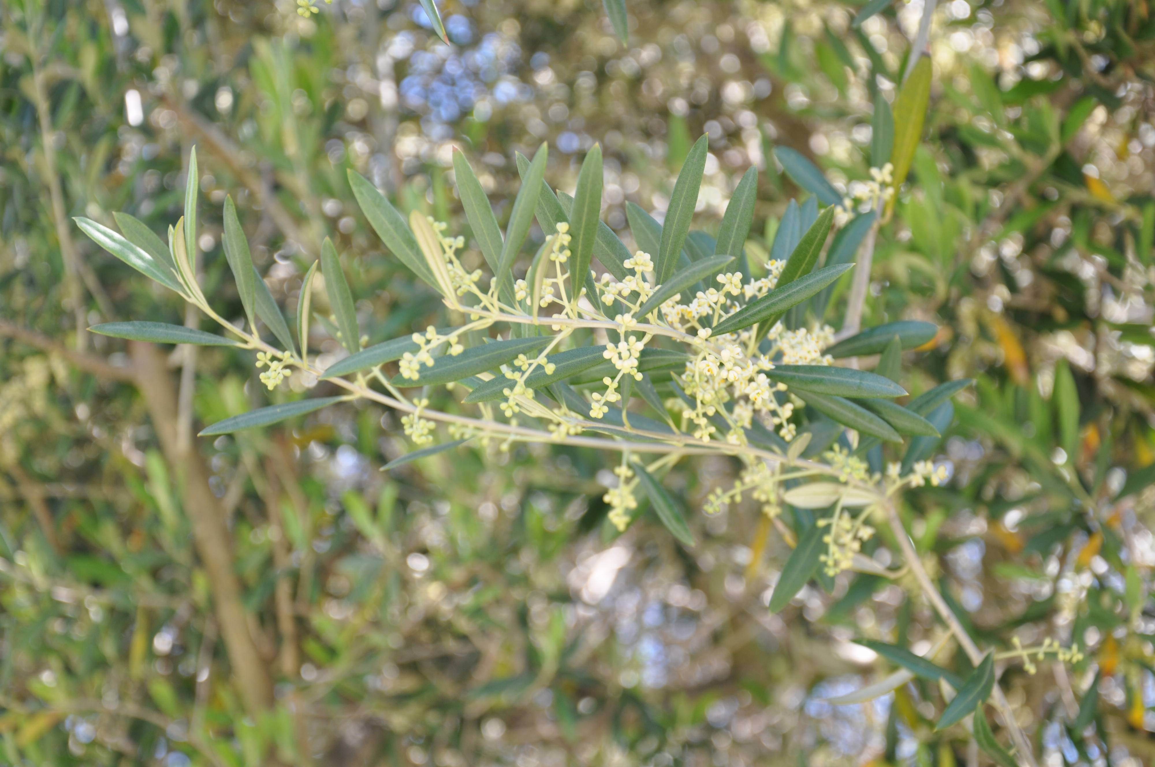 WILSON'S FRUITLESS OLIVE (Olea europaea 'Wilsoni') - Treeland Nurseries