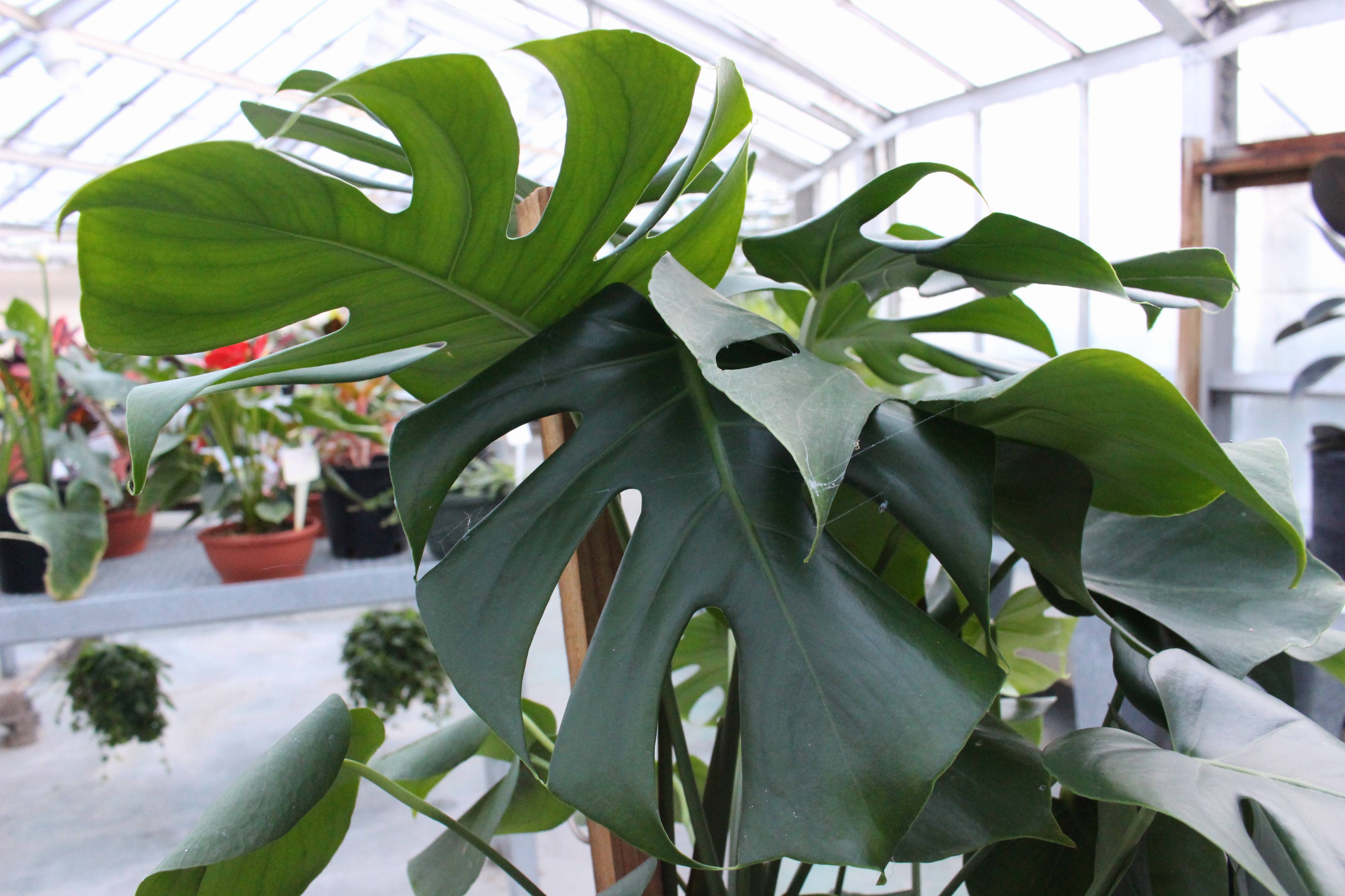 standort monstera monkey leaf Monstera Monkey Leaf | Online kaufen