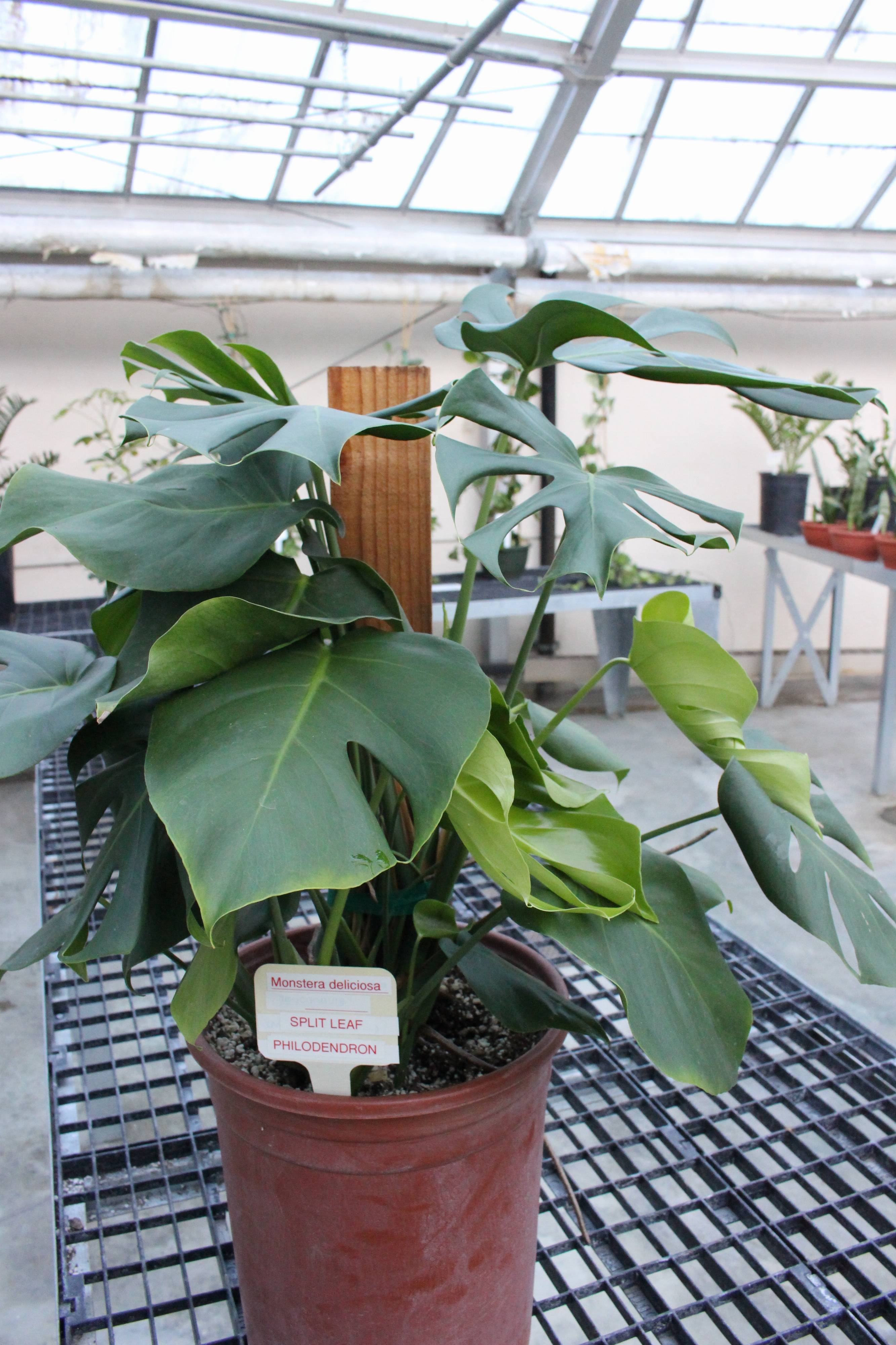 Monstera deliciosa - Split-leaf Philodendron | PlantMaster