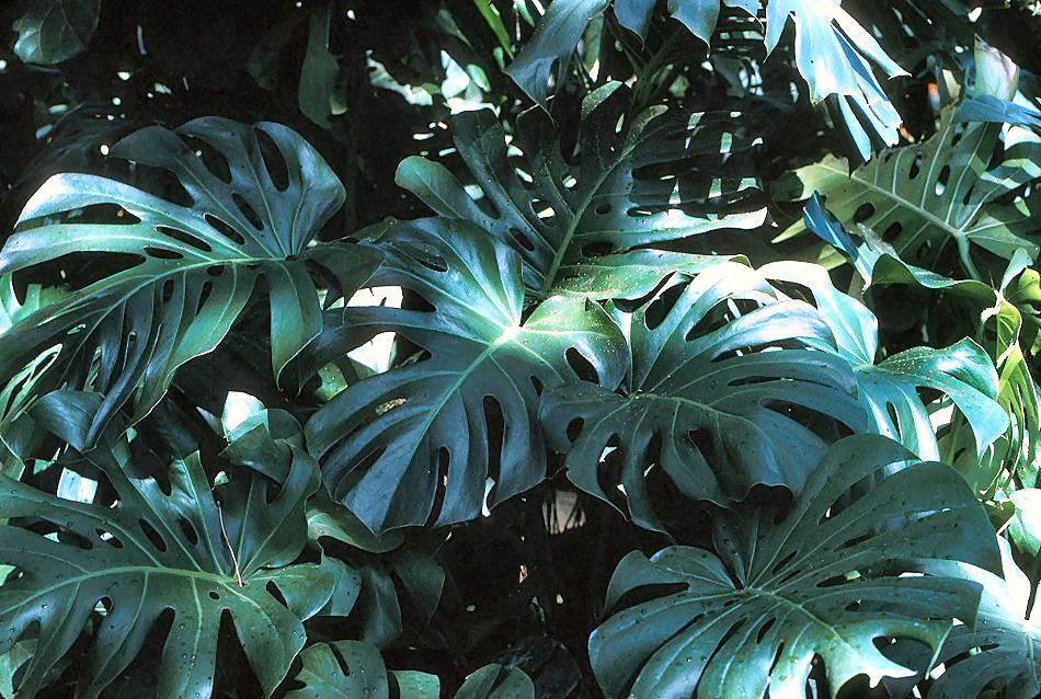 Monstera deliciosa - Split-leaf Philodendron | PlantMaster