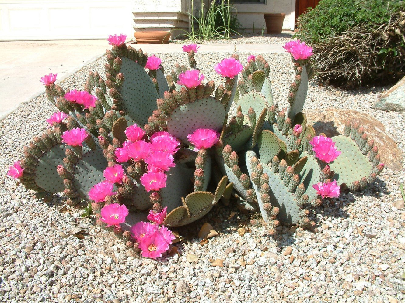 Opuntia basilaris - Beavertail Prickly Pear Cactus | PlantMaster