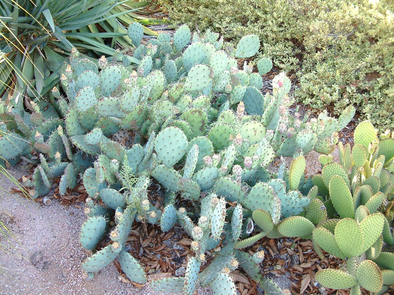 Opuntia humifusa