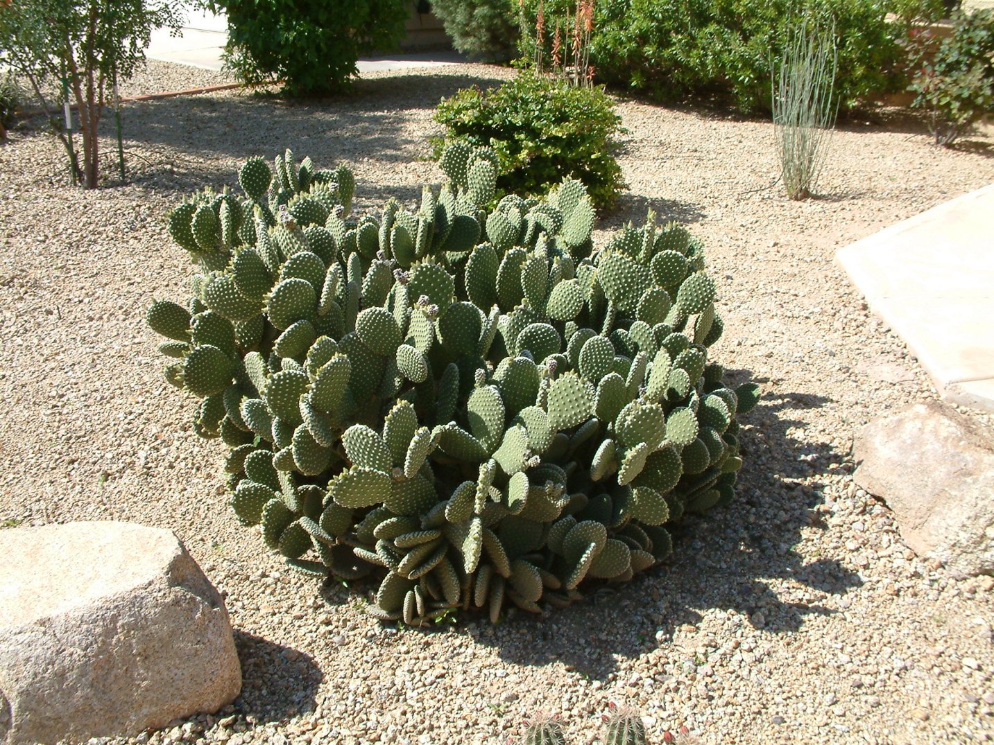 Opuntia microdasys - Yellow Bunny Ears, Goldplush Cactus | PlantMaster