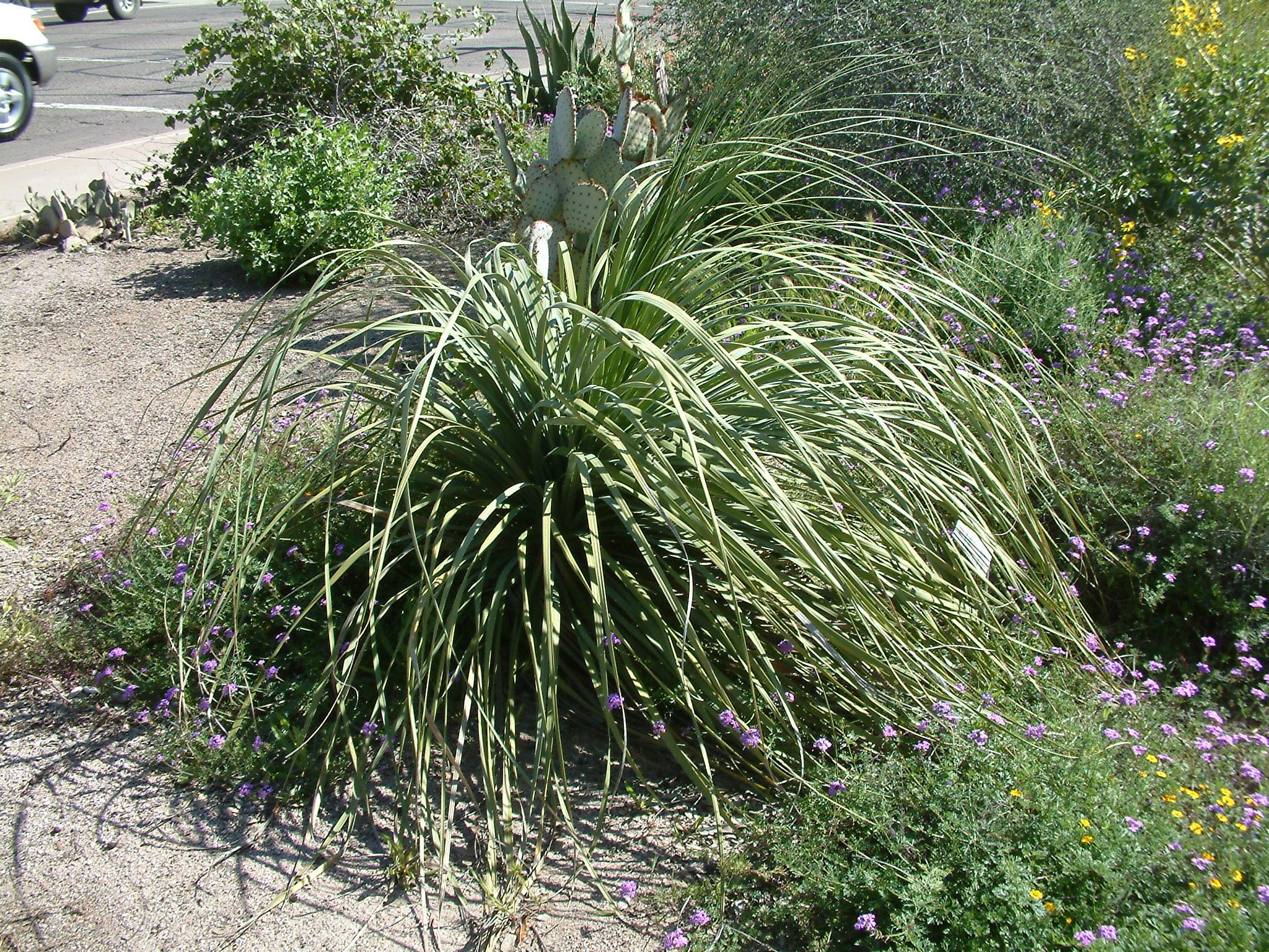 Nolina microcarpa - Sacahuista | PlantMaster
