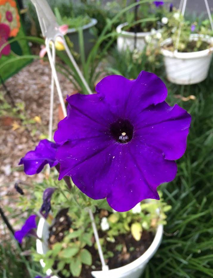 Petunia x hybrida 'Midnight Madness' - Midnight Madness