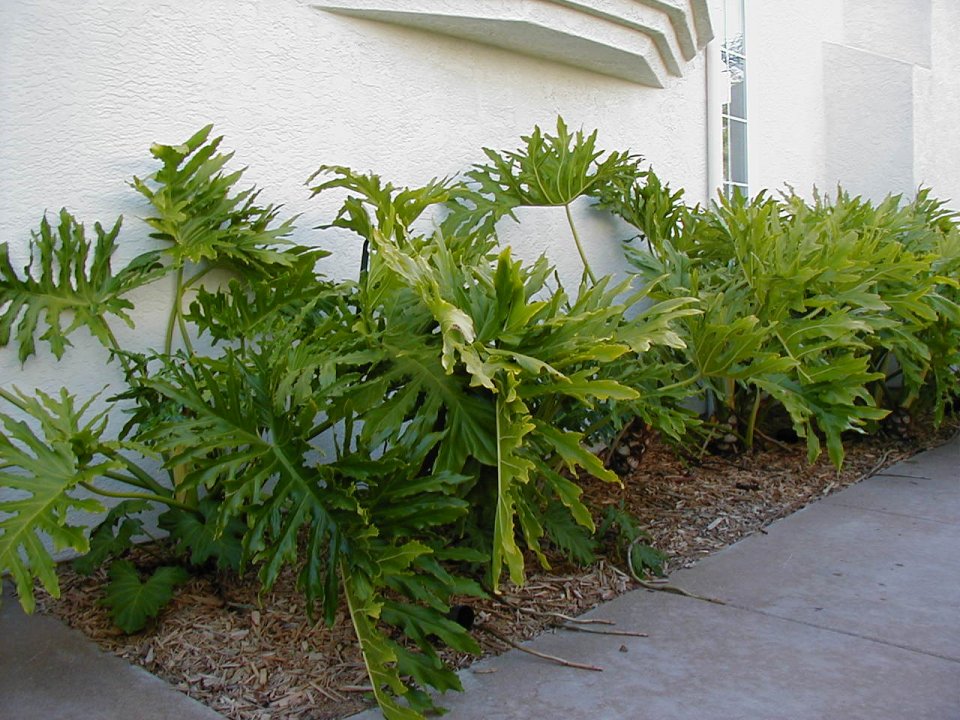 Philodendron bipinnatifidum - Split Leaf or Selloum Philodendron |  PlantMaster