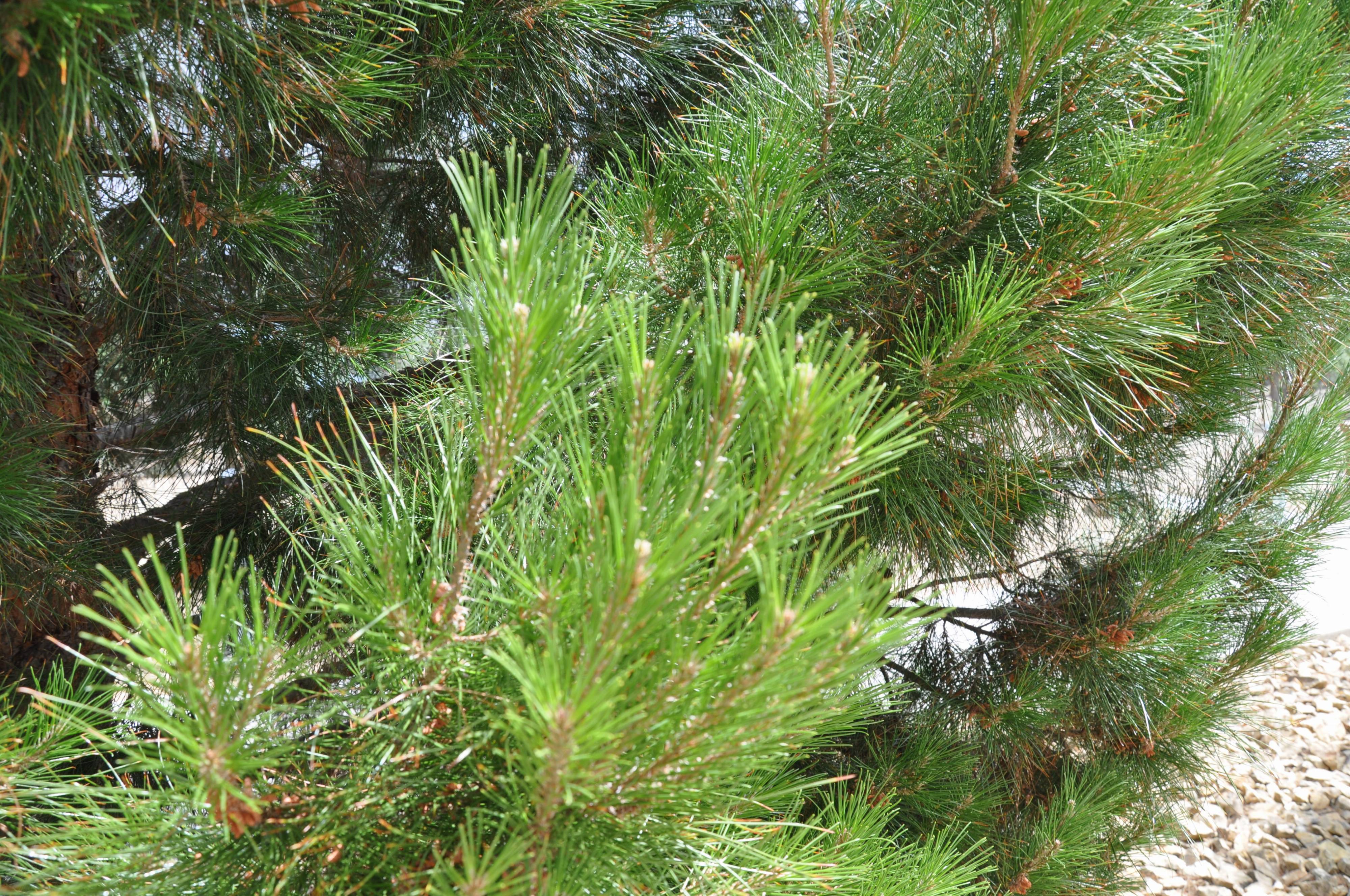 Pinus eldarica