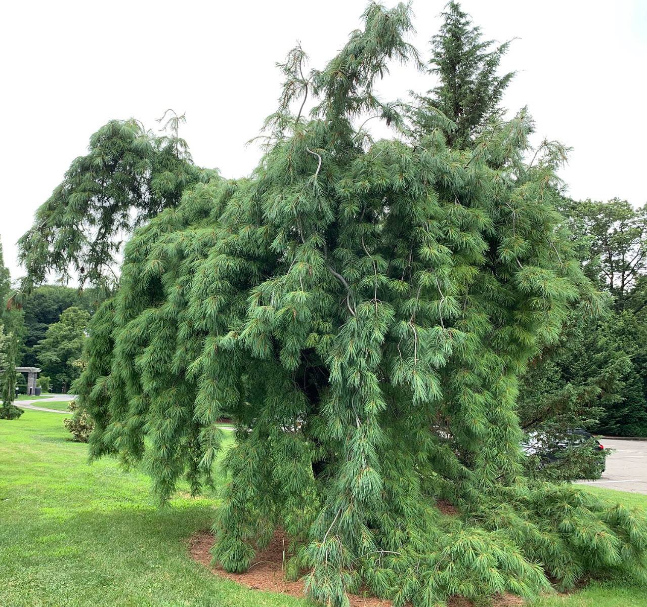 Pinus strobus 'Pendula' / Weeping Eastern White Pine. 