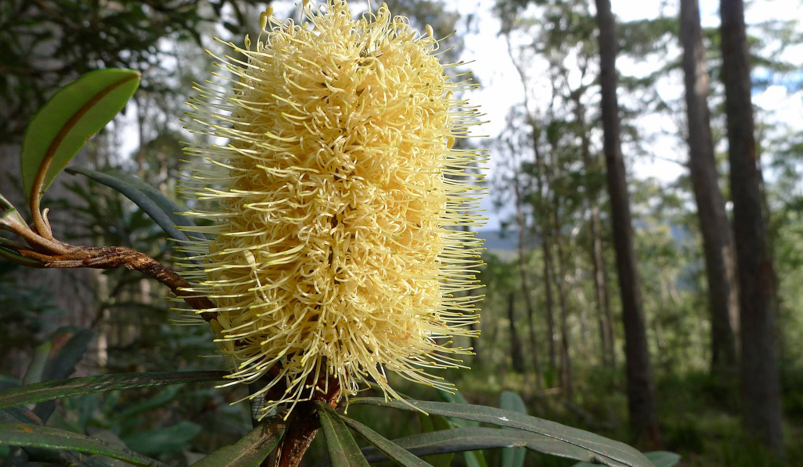 Banksia integrifolia - Coast Banksia | PlantMaster