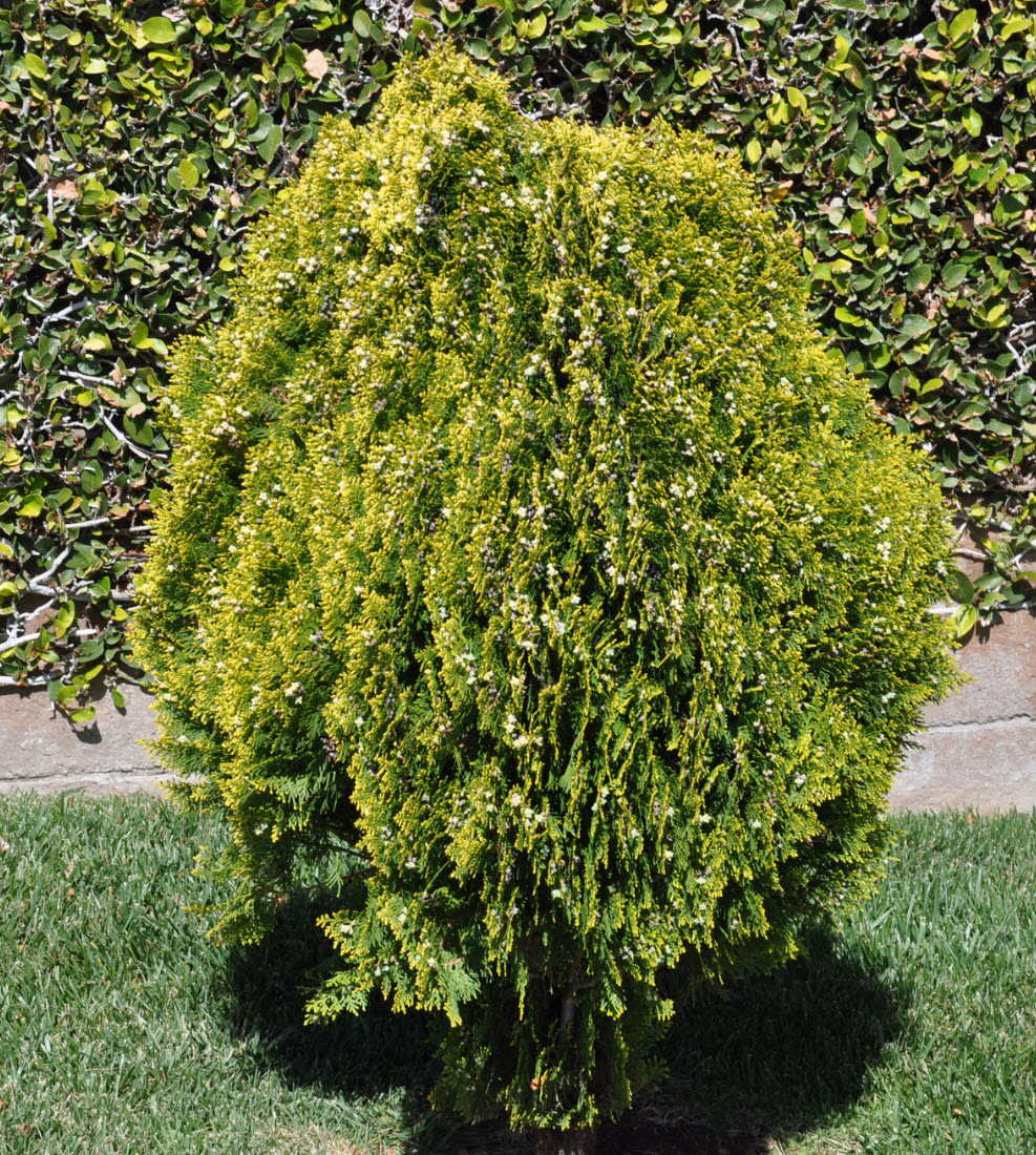 オノデンボウヤ Thuja orientalis 'Aurea Nana' - Devil Mountain Wholesale Nursery