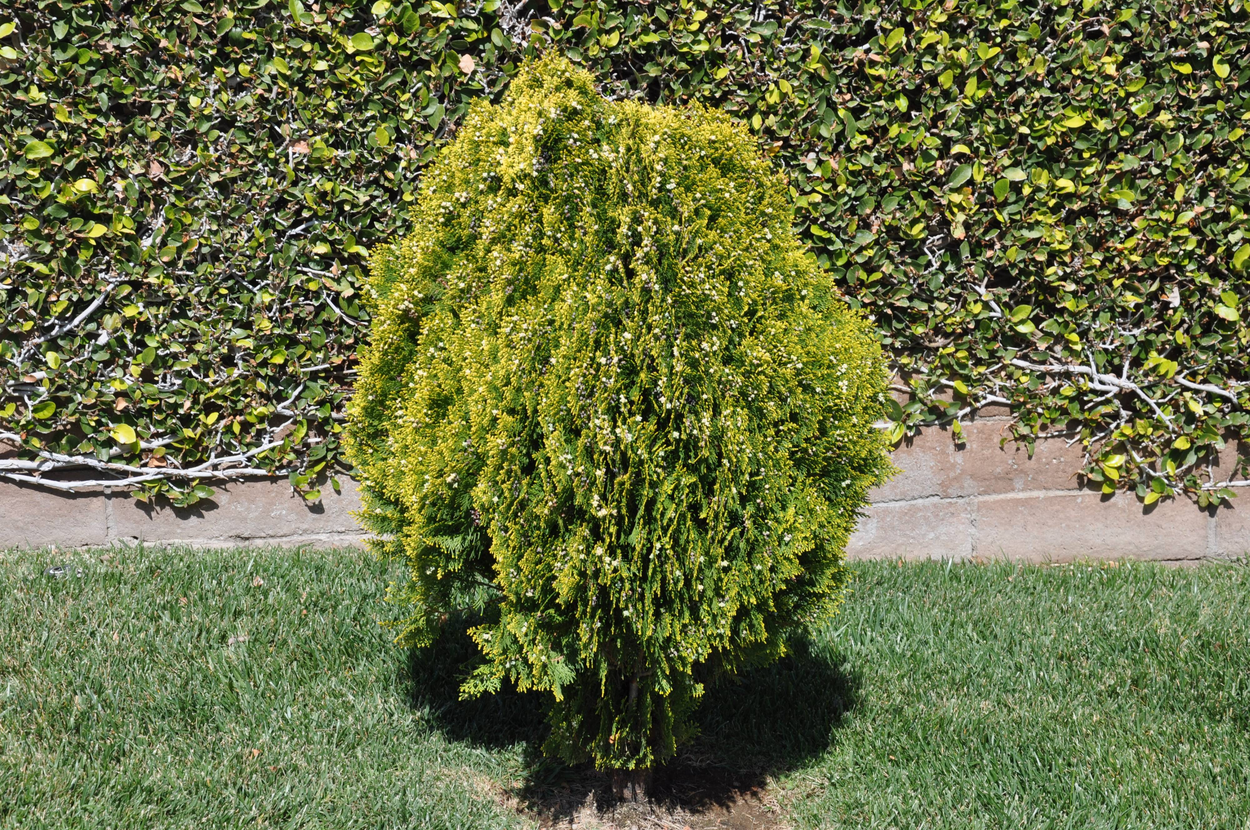Platycladus orientalis 'Aurea Nana' - Dwarf Golden Arborvitae | PlantMaster