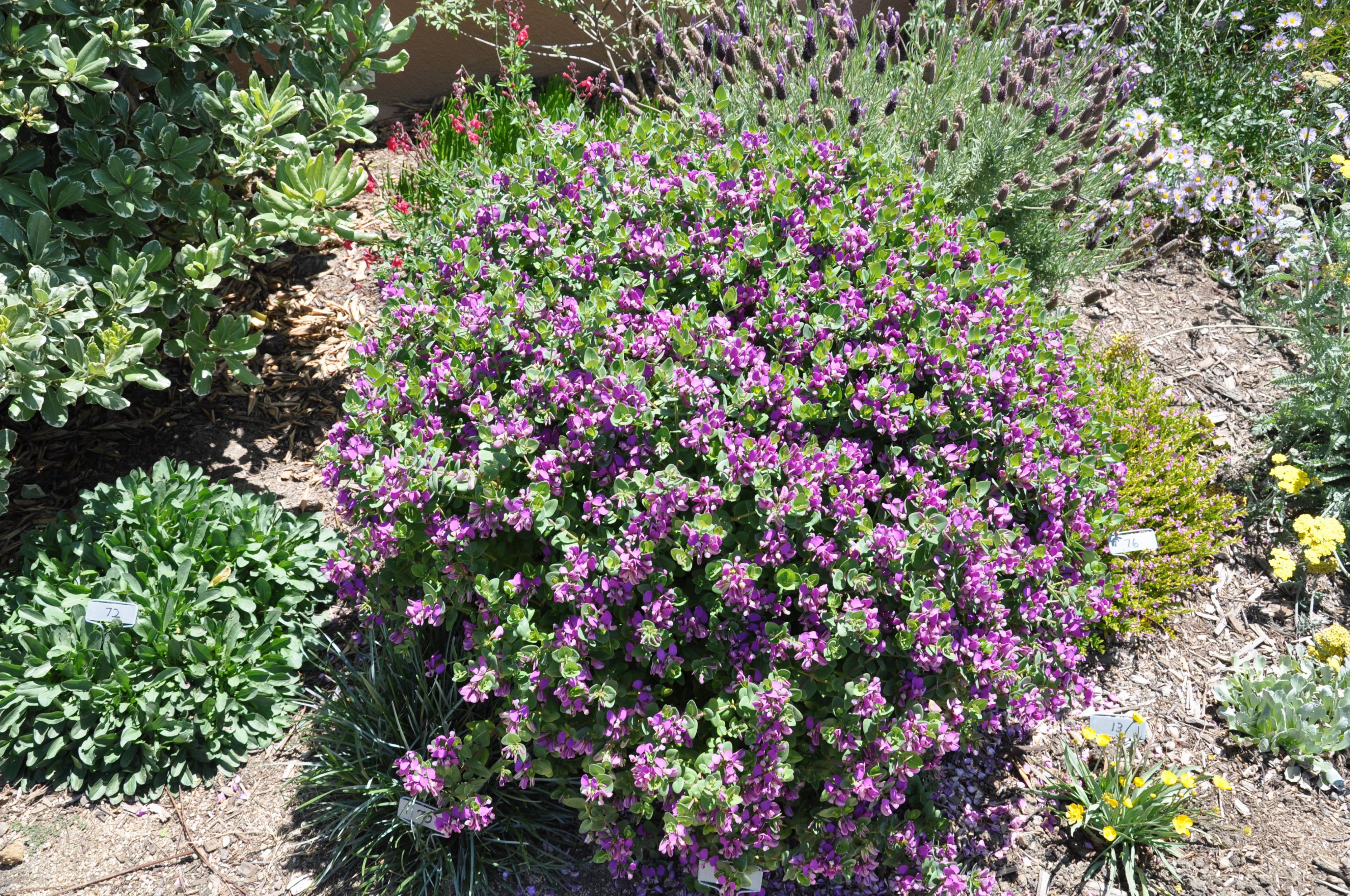 Polygala myrtiflora 'Mariposa' - Sweet-Pea Shrub | PlantMaster