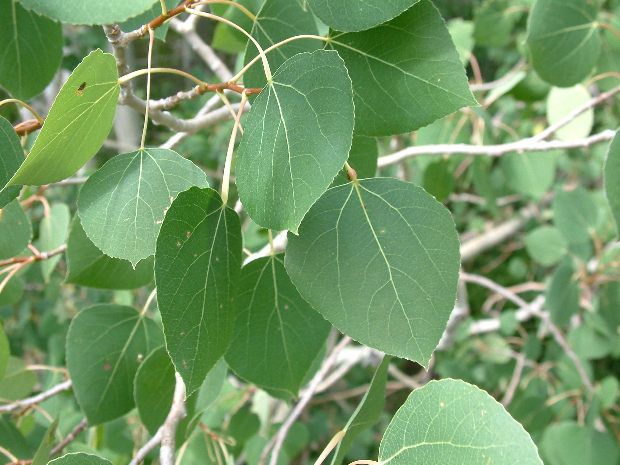 Populus fremontii