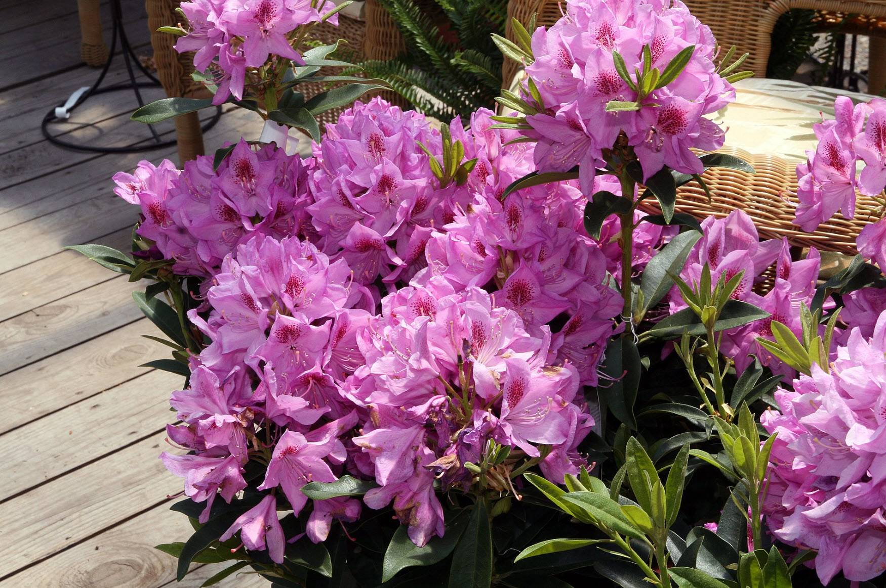 Rhododendron 'Anah Kruschke' - Anah Kruschke Rhododendron | PlantMaster