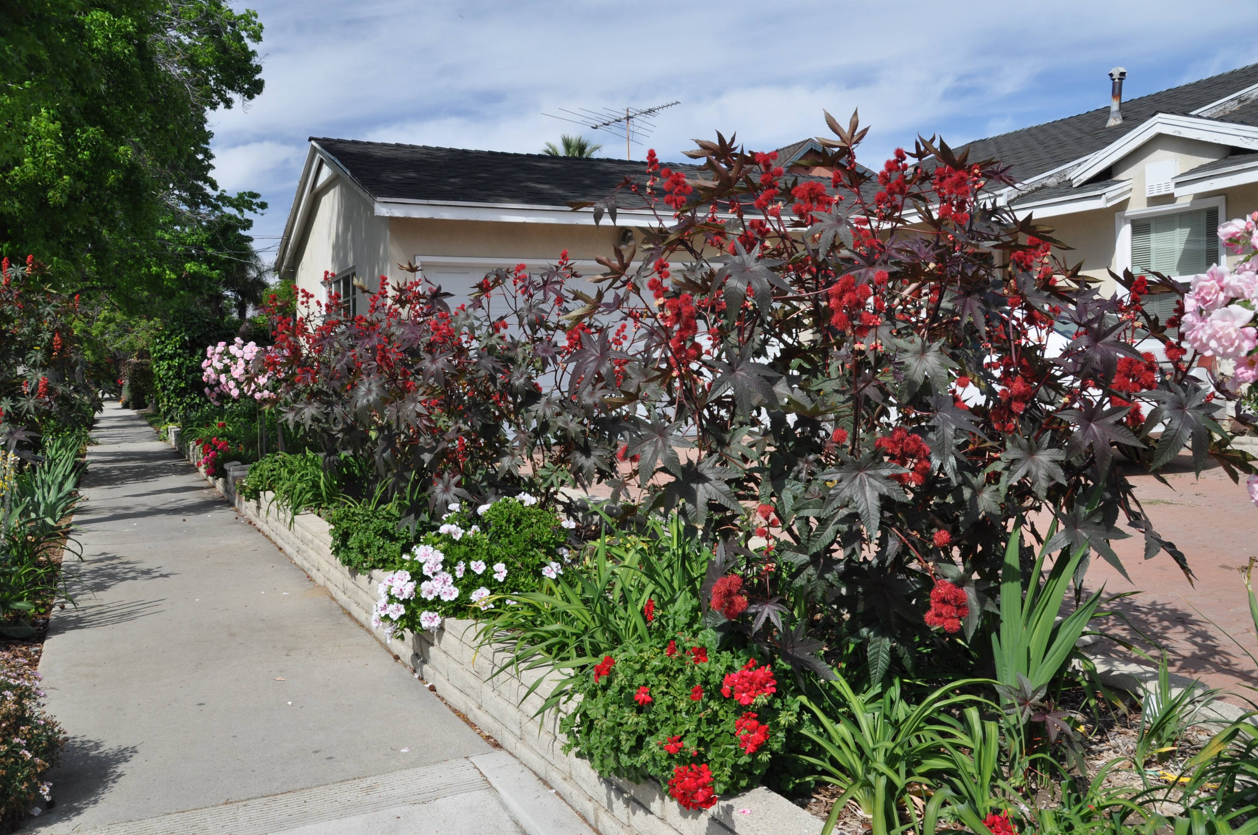 Разновидности клещевины - Гибсона, Занзибар, Казачка, Бурбонская, описание, фото