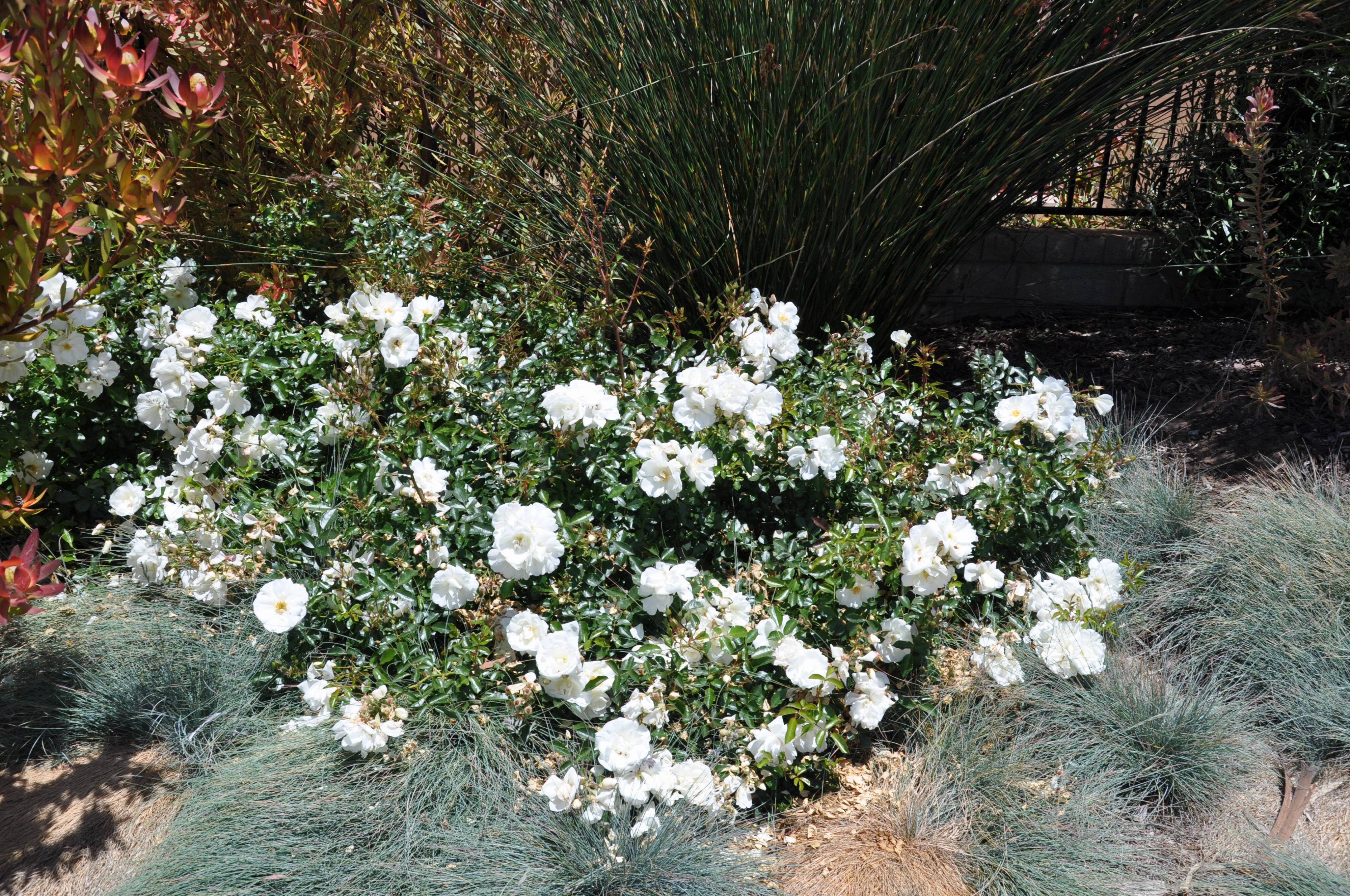 Rosa Ground Cover varieties - Ground Cover Rose selections | PlantMaster