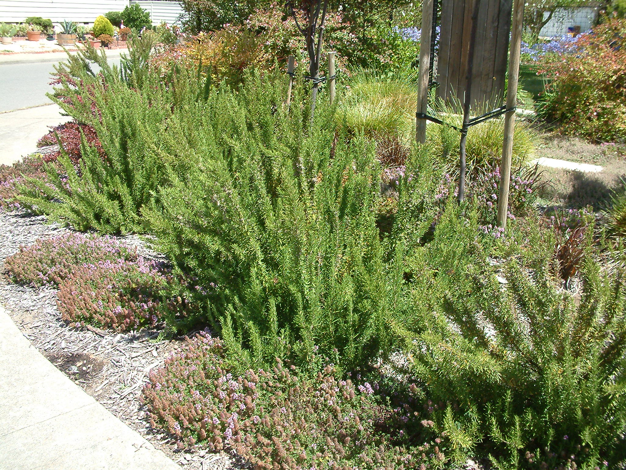 Rosmarinus officinalis 'Blue Spires' - Blue Spires Rosemary | PlantMaster