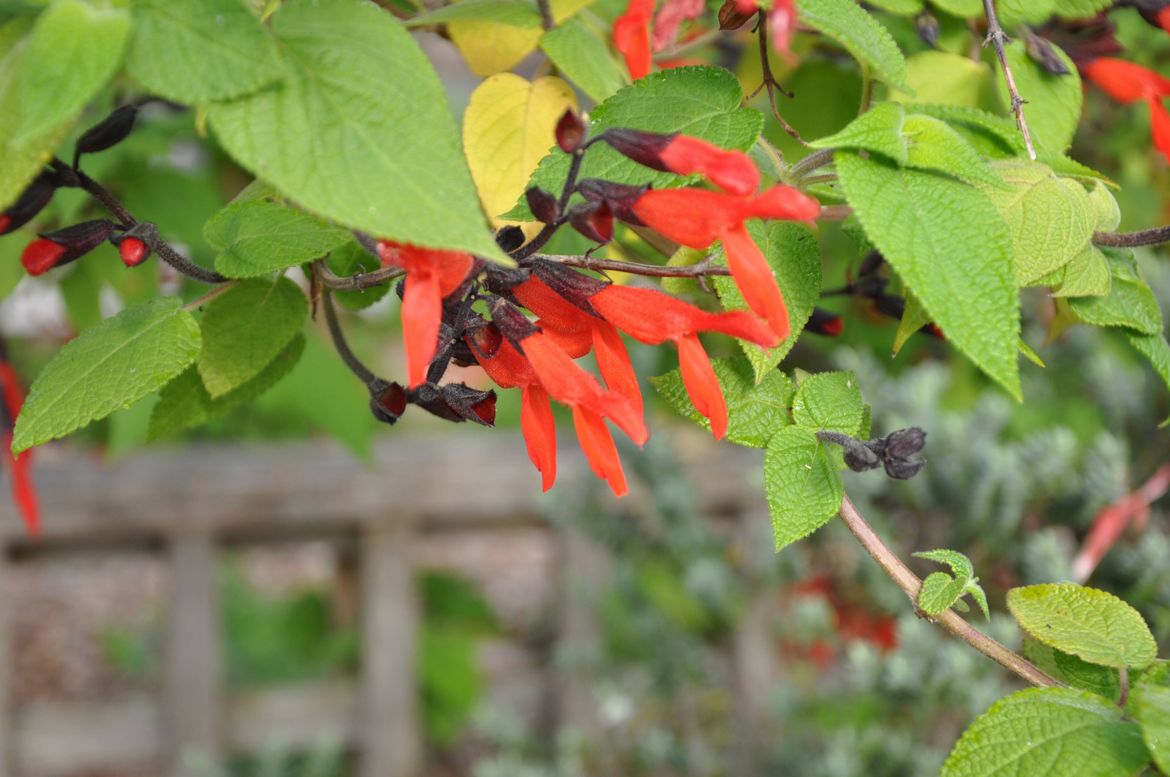 Salvia 'Tequila Sunrise'