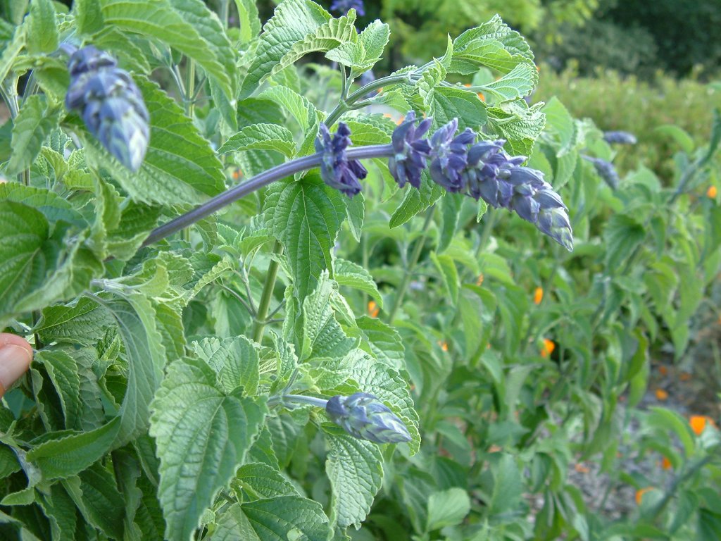 Salvia azurea grandiflora