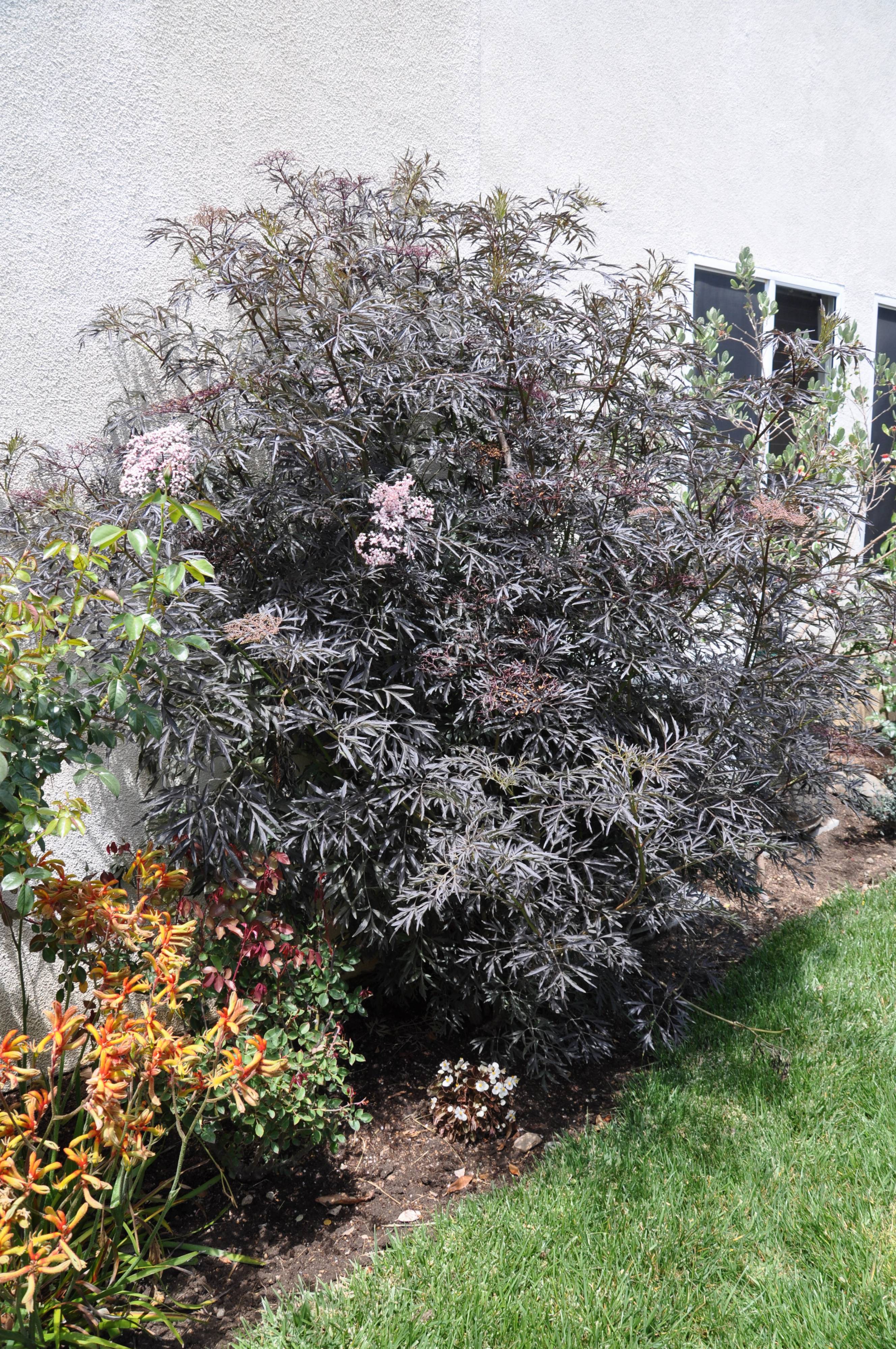 black lace plant sambucus nigra Sambucus Nigra 'Black Lace ' main image 1