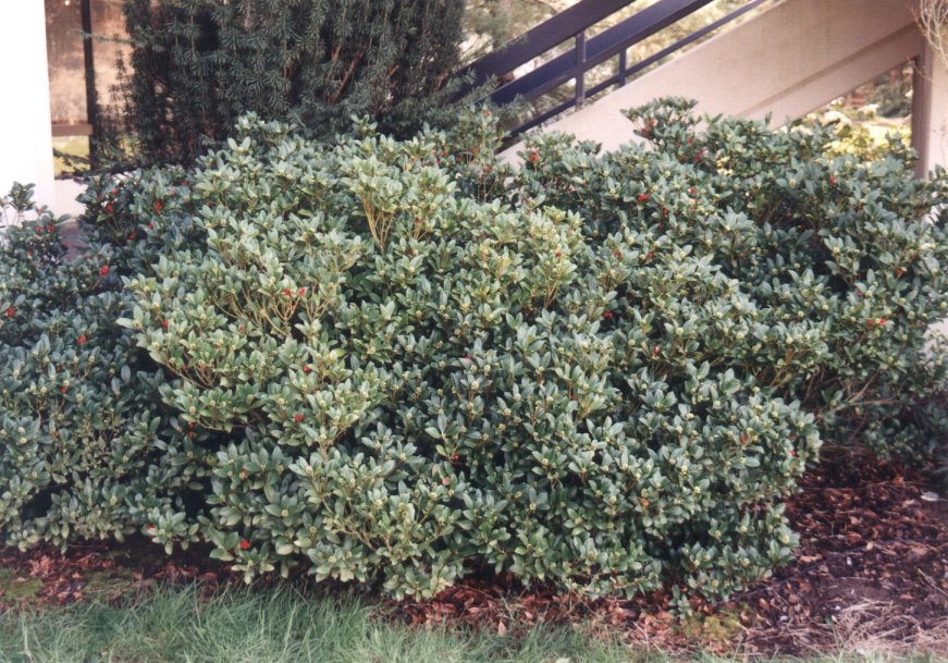 australian rainforest plants Australian Rainforest Plants Vol 1-6