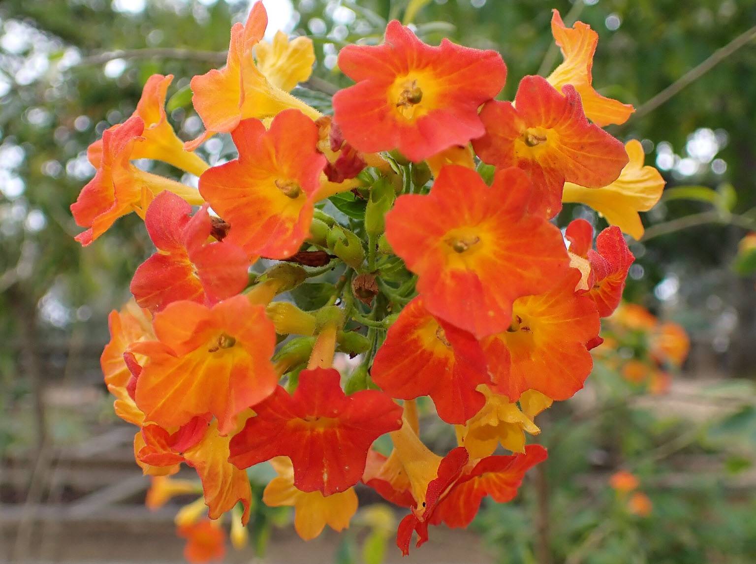 cecilia plant Buy Zygocactus 'Cecilia' Australia