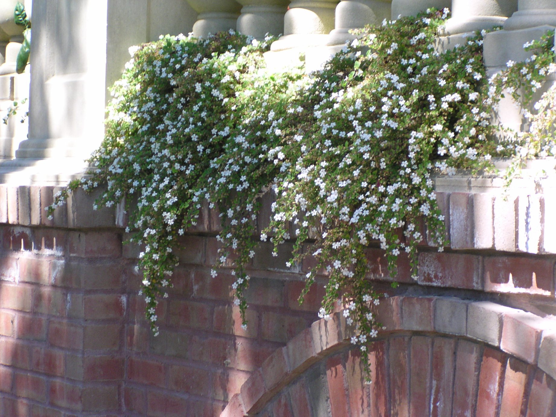 Sutera cordata 'Snowflake' - Snowflake Bacopa | PlantMaster