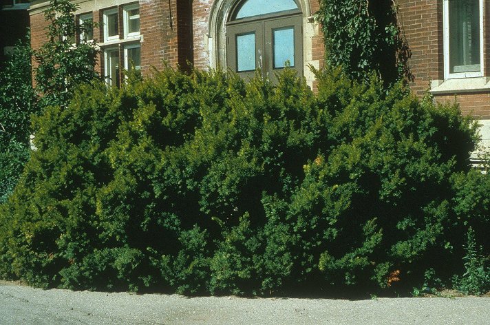 Taxus cuspidata - Japanese Yew | PlantMaster